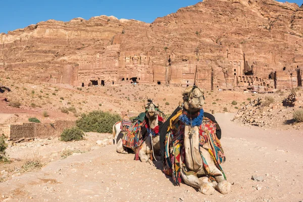 Camellos descansando frente a las Tumbas Reales de Petra —  Fotos de Stock