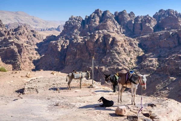 Petra, Jordania, burros y un perro descansan en un acantilado —  Fotos de Stock