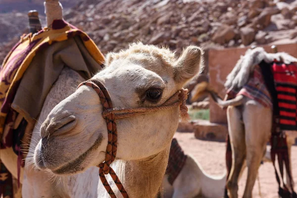 Camello árabe en primavera Lawrence, Jordania — Foto de Stock