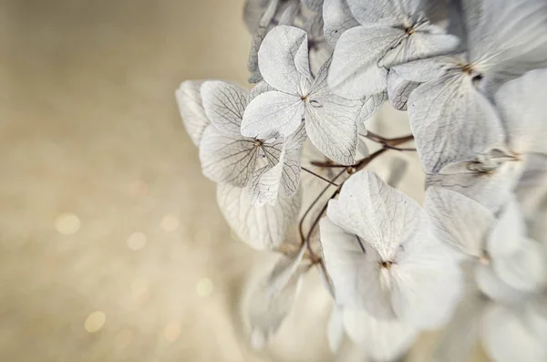 Сухие цветы Гидрангеи — стоковое фото