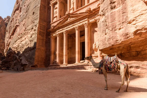 Hazine, Petra önünde bir deve — Stok fotoğraf