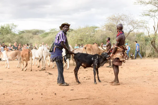 公牛队准备牛跳仪式，埃塞俄比亚的 Bmen — 图库照片