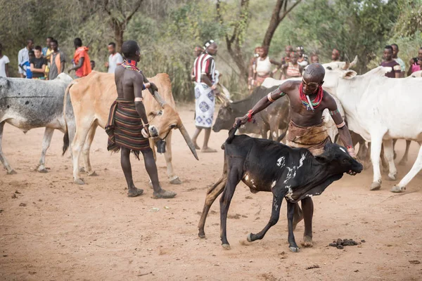 Бмэн готовит быков к церемонии прыжка быка, Эфиопия — стоковое фото