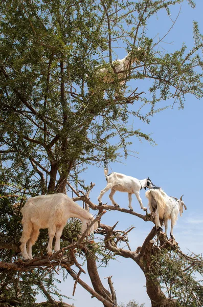 Cabras comendo frutas de Argan na árvore — Fotografia de Stock