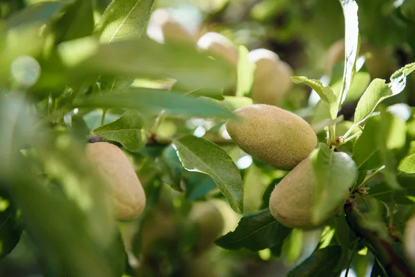 Mandlové ovoce na větvi — Stock fotografie