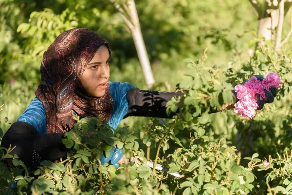 Rose damaschena harvesting in Morocco — Stock Photo, Image