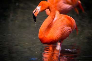 Güney Amerika'dan kırmızı flamingolar