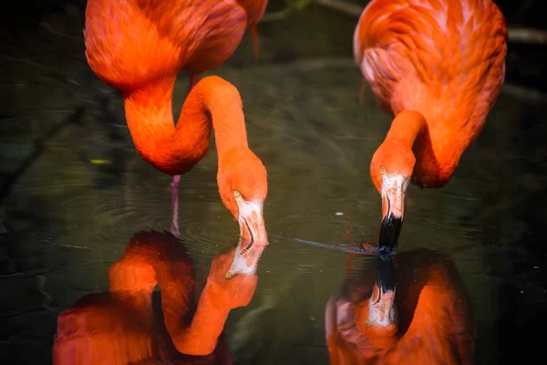 Flamingos vermelhos da América do Sul — Fotografia de Stock