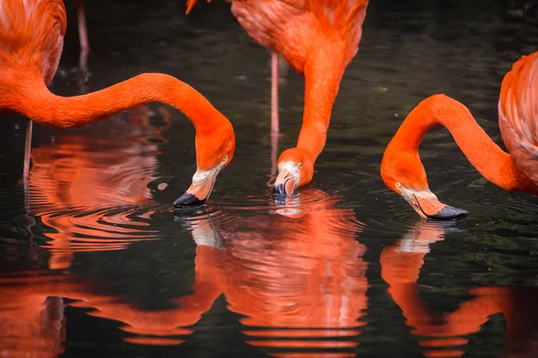 Rote Flamingos aus Südamerika — Stockfoto