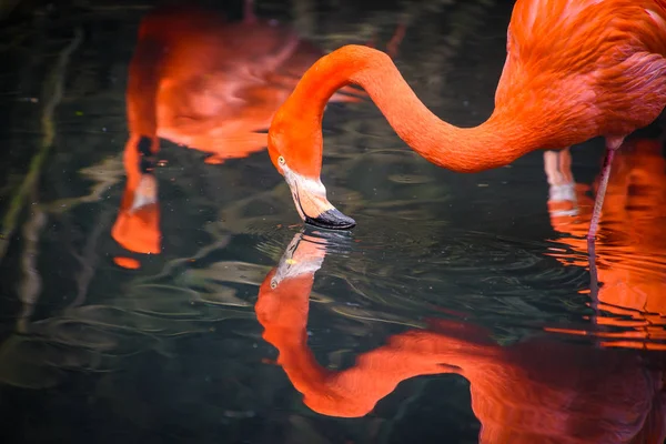 Rote Flamingos aus Südamerika — Stockfoto