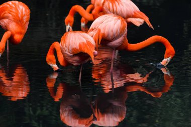 Güney Amerika'dan kırmızı flamingolar