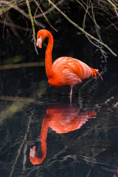 Rote Flamingos aus Südamerika — Stockfoto