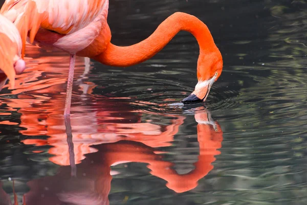 Red Flamingos from South America — Stock Photo, Image