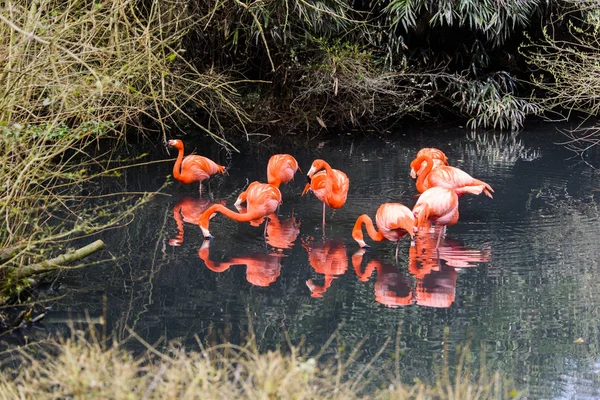 Flamingos vermelhos da América do Sul — Fotografia de Stock