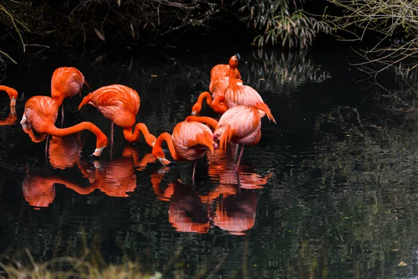 Flamingos vermelhos da América do Sul — Fotografia de Stock