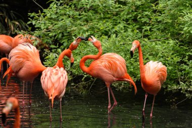 Güney Amerika'dan kırmızı flamingo