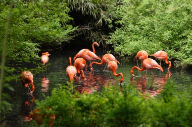 Güney Amerika'dan kırmızı flamingo