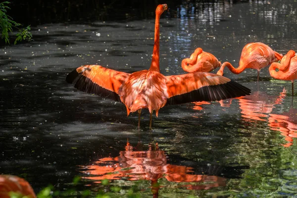Red flamingo z Jižní Ameriky — Stock fotografie
