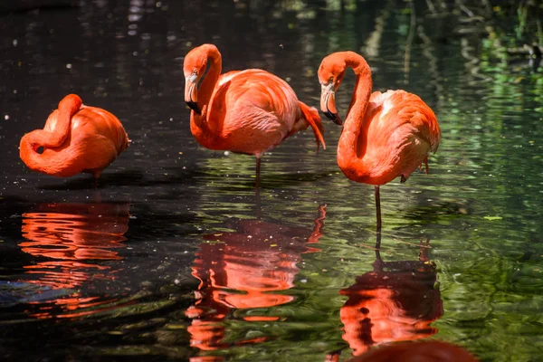 Flamant rose d'Amérique du Sud — Photo