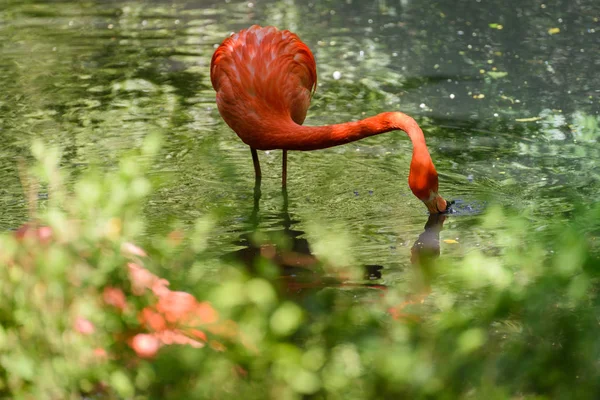 Flamingo vermelho da América do Sul — Fotografia de Stock