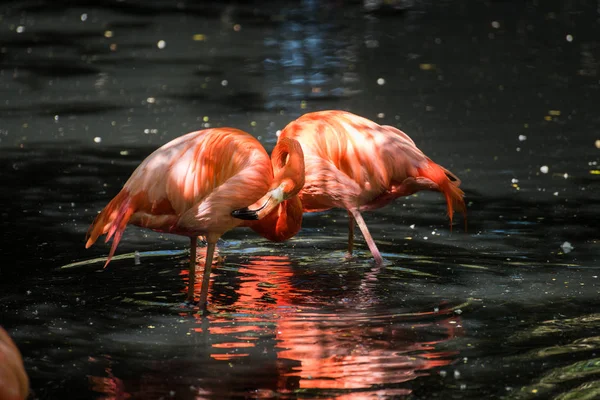 Czerwony flamingo z Ameryki Południowej — Zdjęcie stockowe