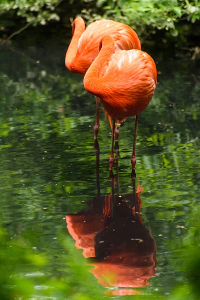 Red flamingo z Jižní Ameriky — Stock fotografie