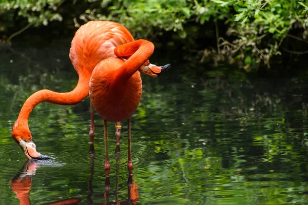 Красный фламинго из Южной Америки — стоковое фото