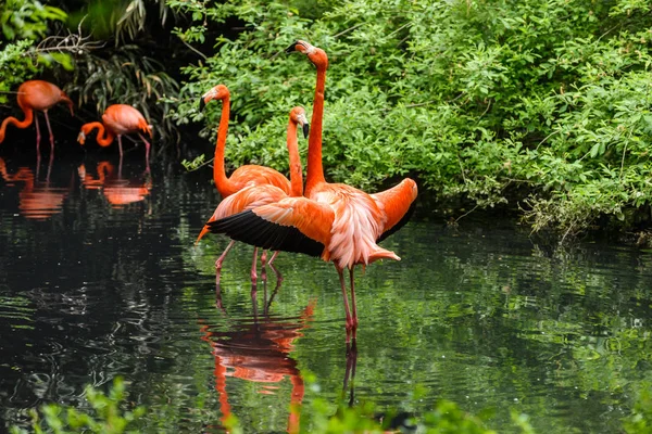 Flamingo vermelho da América do Sul — Fotografia de Stock