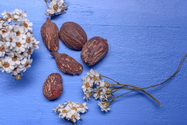 Beurre de karité noix et fleurs sur bois bleu — Photo