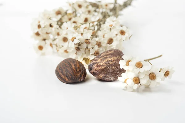 Shea butter nuts and flowers — Stock Photo, Image