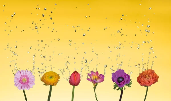 Брызги воды над смешанными цветами — стоковое фото