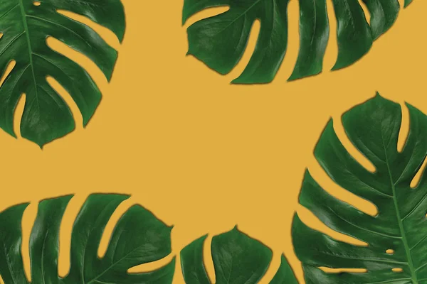 純色の背景に熱帯の葉 — ストック写真