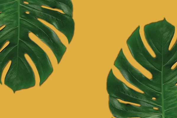 Tropikalne liście na tło jednobarwne — Zdjęcie stockowe