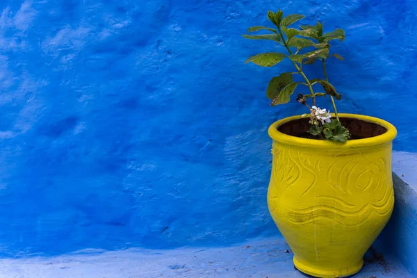 Vaso giallo contro una parete blu — Foto Stock