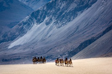 Nubra Vadisi 'nin kum tepelerinde gezinti, Ladakh.