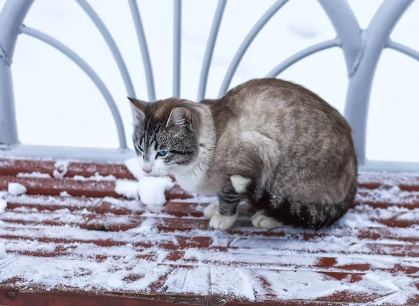 Sadece kışın sokaklarda dolaşan tüylü bir kedi. Seçici odak.