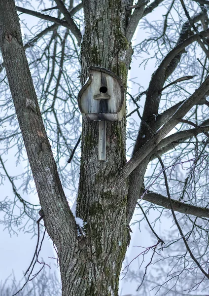 Vogelhäuschen Auf Dem Baum Schutz Für Vögel Ein Haus Auf — Stockfoto