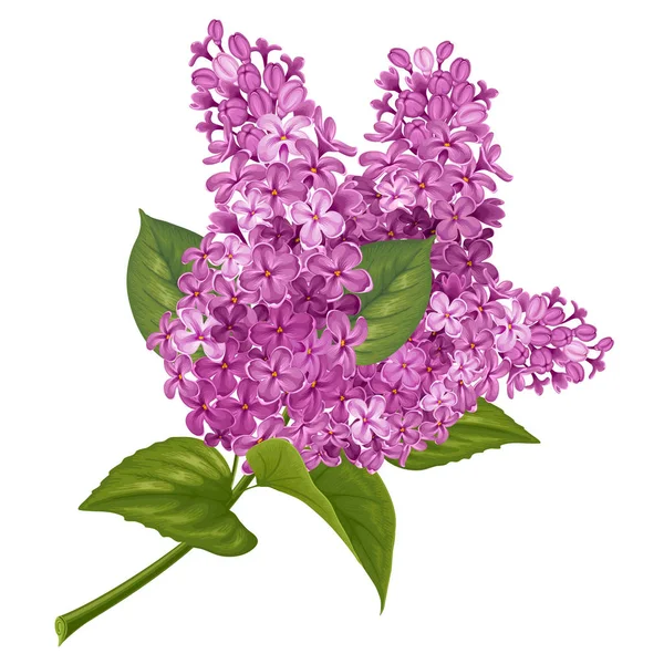 Branche de Lilas isolée sur blanc — Image vectorielle