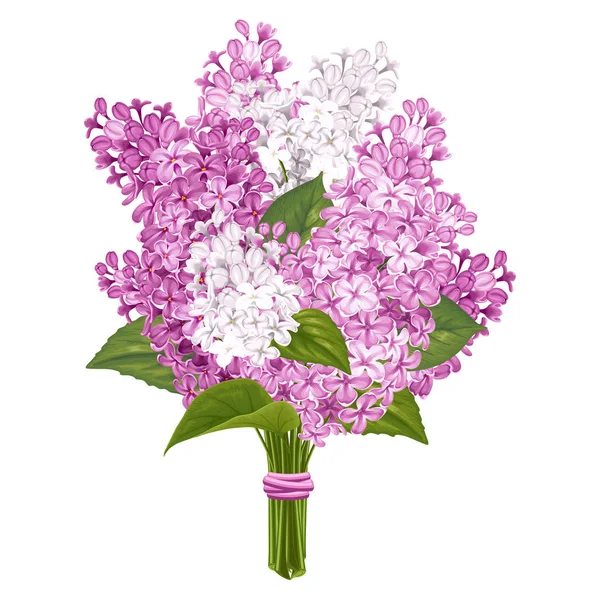 Bouquet de lilas isolé sur blanc — Image vectorielle