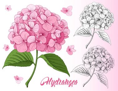 Lüks pembe ortanca çiçek kümesi