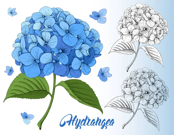 Luxurious blue hydrangea flower set — Stock Vector