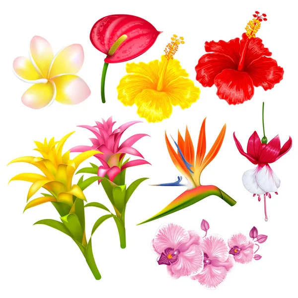 Conjunto de flores tropicales exóticas — Archivo Imágenes Vectoriales