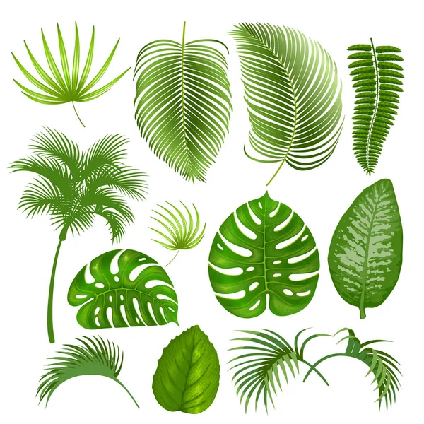 Exotické tropické listy set — Stockový vektor