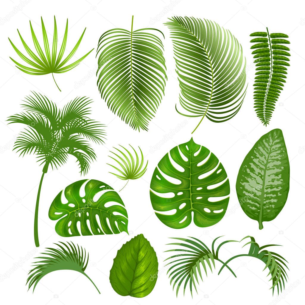 Tropical exotic leaves set