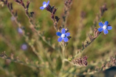 Orta Asya 'da yaz otları. Kazakistan 'ın güneyindeki bitkiler. Güzel yabani çiçekler kapanıyor
