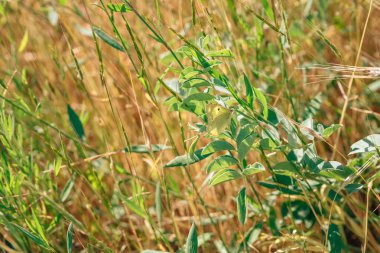 Orta Asya 'da yaz otları. Kazakistan 'ın güneyindeki bitkiler. Güzel yabani çiçekler kapanıyor