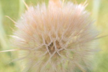 Çiçek tohumlarını yakından tuzlandır. Kocaman bir karahindiba. Tragopogon dubius, yaygın Salsify, sarı keçi sakalı