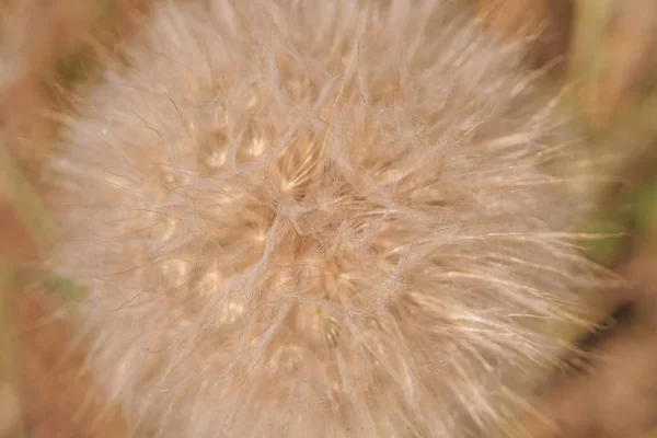 Salsificar Sementes Flores Close Dente Leão Gigante Tragopogon Dubius Salsify — Fotografia de Stock