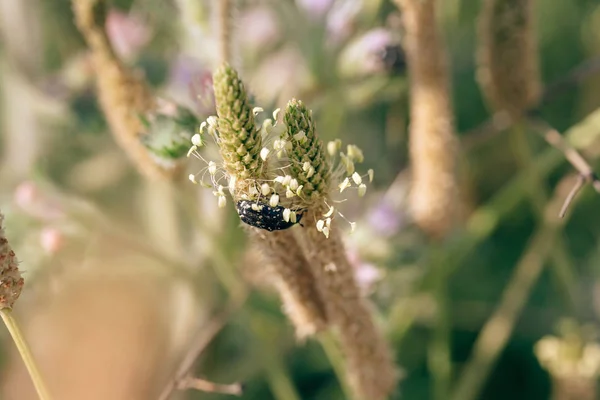 Scarabée Noir Avec Des Taches Blanches Mouchetées Sur Une Fleur — Photo