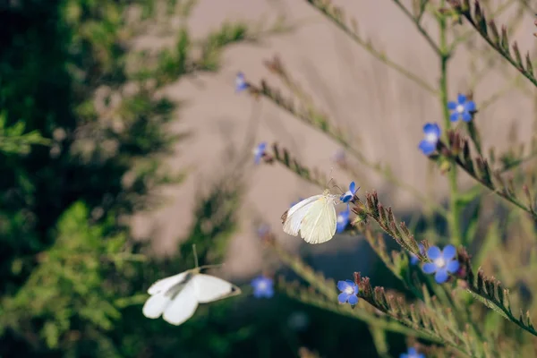 정원에 양배추 나비는 농작물의 해충이다 — 스톡 사진